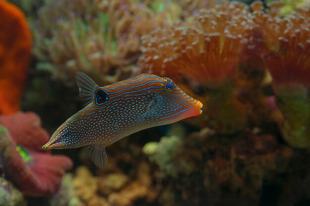 Foto primer plano macro de pez globo azul hawaiano. pescado marino