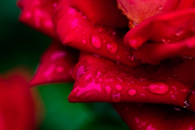 Un primer plano macro de una rosa roja en el jardín como concepto de naturaleza