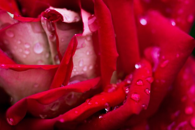 Un primer plano macro de una rosa roja en el jardín como concepto de naturaleza
