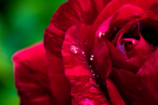 Un primer plano macro de una rosa roja en el jardín como concepto de naturaleza