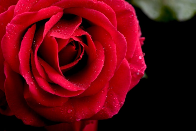 Un primer plano macro de una rosa roja regalo de San Valentín