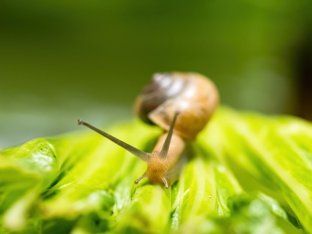 Primer plano macro tiro de caracol arrastrándose sobre fondo verde hoja verde