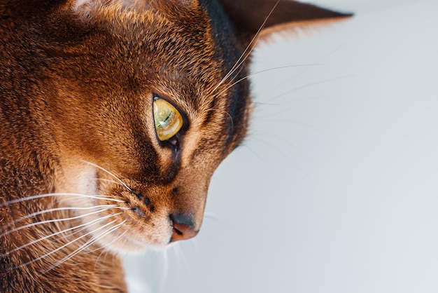 Primer plano macro vista de gato abisinio sentado