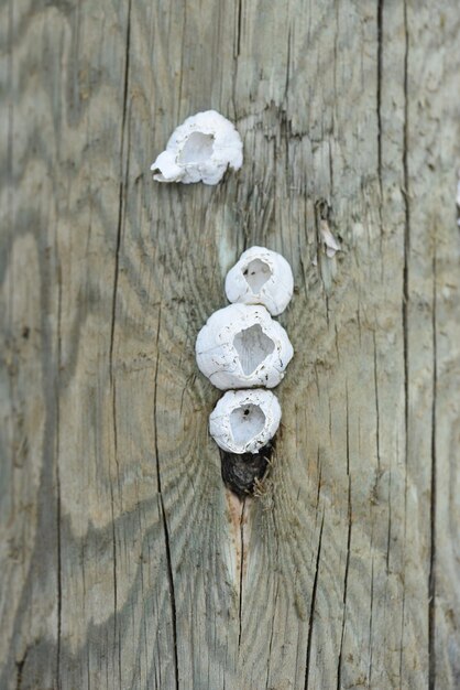 Primer plano de madera con barnacles