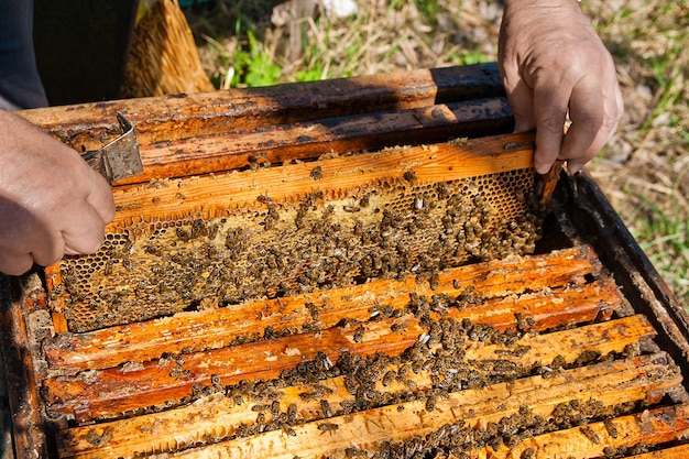 Foto primer plano de la madera en la mano