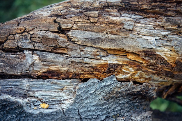 Foto primer plano de madera podrida árbol muerto patrón de fondo de madera abstracto en la corteza vieja