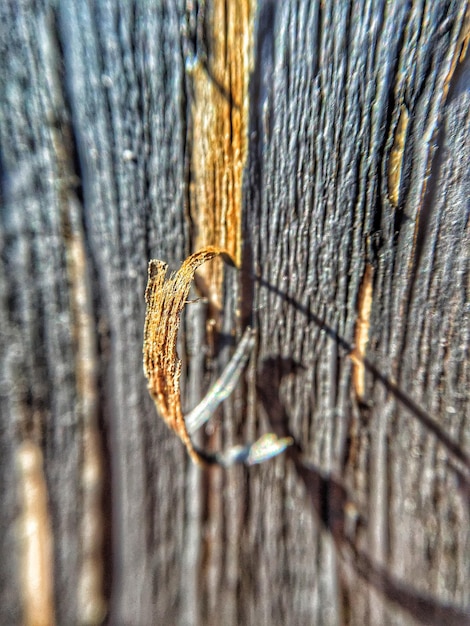 Foto primer plano de la madera