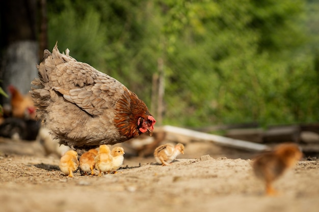 Primer plano de una madre gallina con sus pollitos en la granja. Gallina con pollitos.