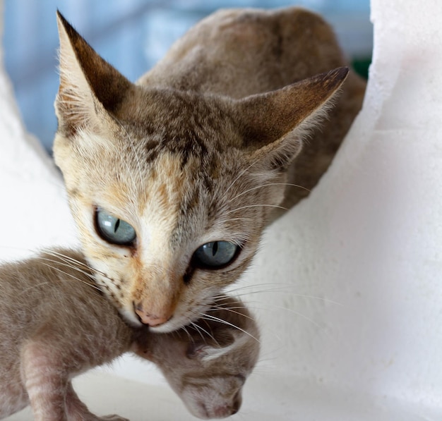 Foto un primer plano de una madre gato cuidando a un bebé