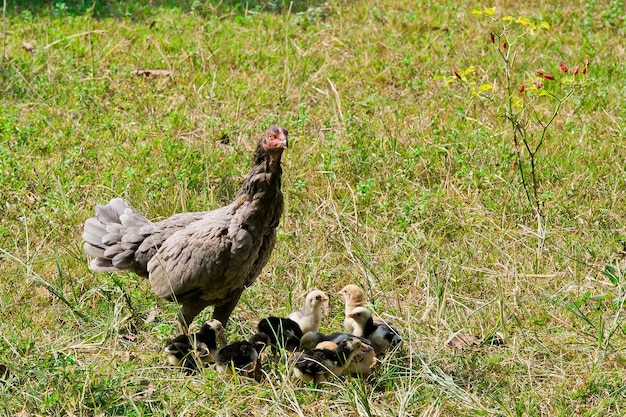 Primer plano de una madre de pollo con sus pollitos en hierba