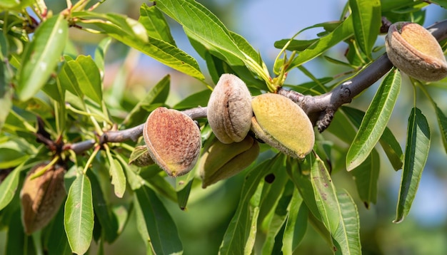 Primer plano de la maduración de frutos de almendras que crecen en el árbol