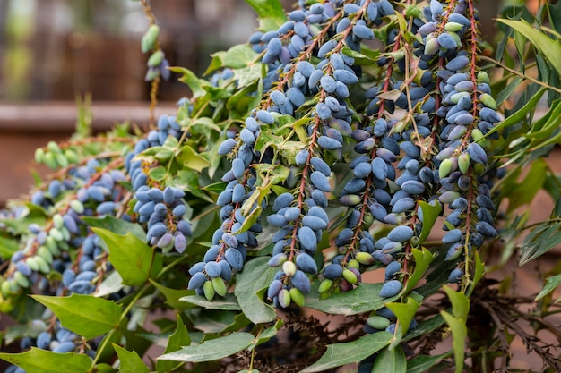 Primer plano de Mahonia aquifolium uva de Oregón o frutas azules de uva de Oregón y hojas verdes y rojas sobre un fondo de madera enfoque selectivo
