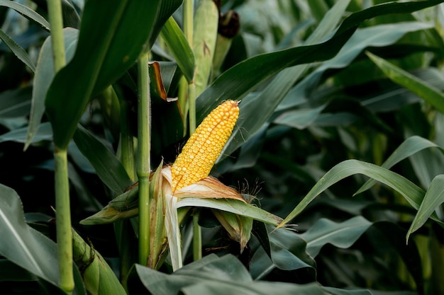 Primer plano de maíz en el tallo en el campo de maíz.