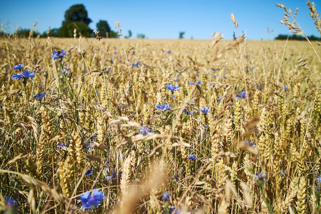 Primer plano de un maizal, flores púrpuras y cielo azul