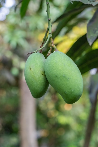 Primer plano de mango crudo orgánico en el árbol en el jardín