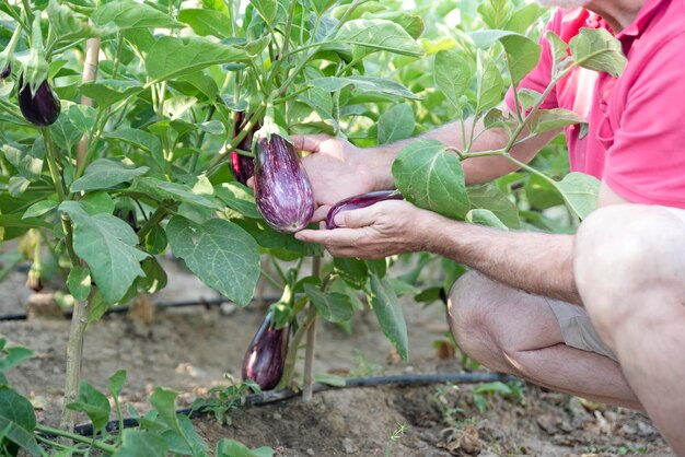 Primer plano de la mano del agricultor sosteniendo berenjenas frescas en el tallo Cosecha de cultivos frescos Concepto de agricultura