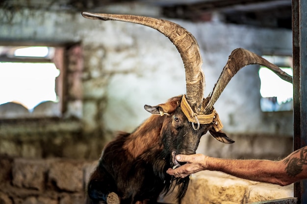 Foto primer plano de una mano alimentando a un caballo