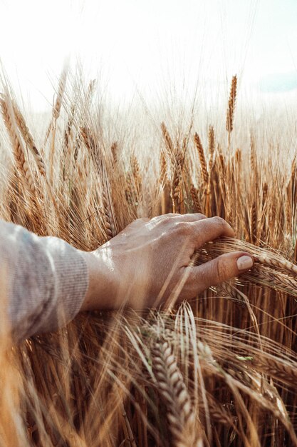 Primer plano de la mano en el campo contra el cielo