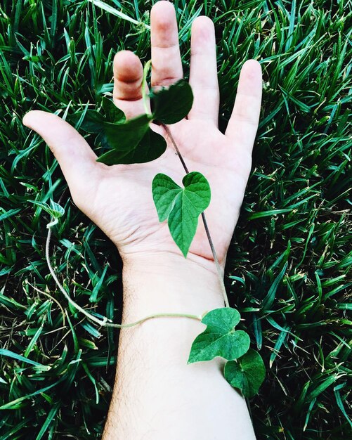 Foto primer plano de la mano en el césped