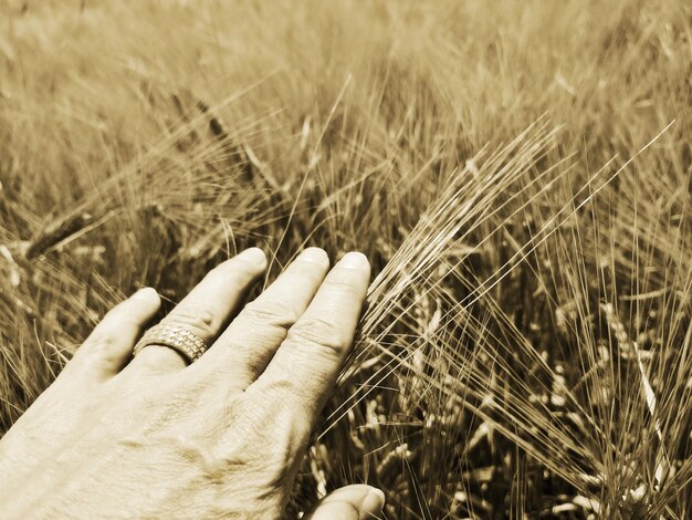 Foto primer plano de la mano en el césped