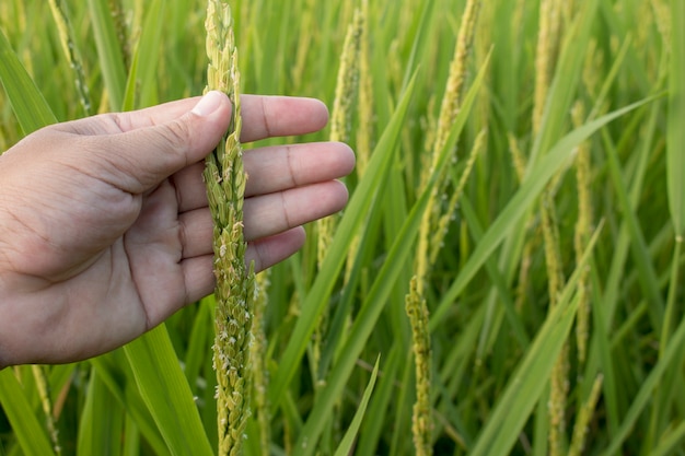 Primer plano de la mano comprobar el pico de arroz en el campo de arroz en el otoño