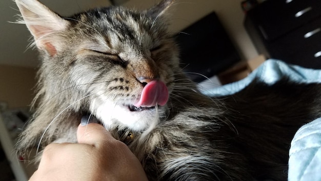 Primer plano de la mano con el gato bostezando en casa