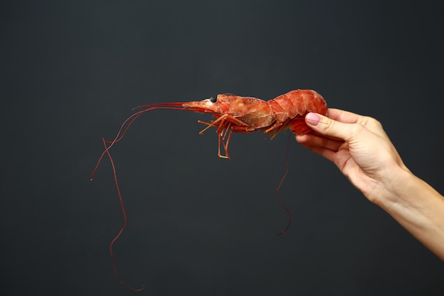 Foto primer plano de la mano de la hembra sosteniendo langosta roja cruda fresca o camarón en negro