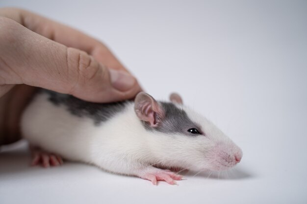 Primer plano de una mano humana acariciando una rata. Rata linda aislada sobre fondo blanco. Mascota.
