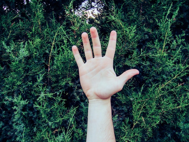 Foto primer plano de la mano humana contra las plantas