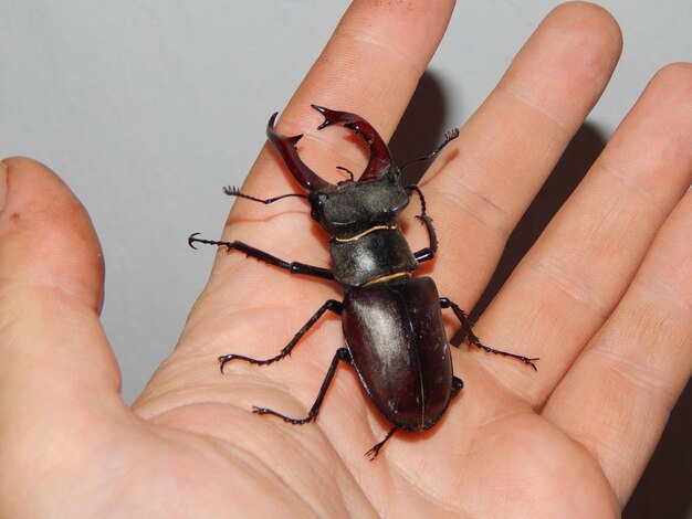 Foto primer plano de una mano humana sosteniendo un insecto