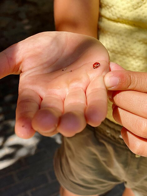 Foto primer plano de una mano humana sosteniendo una pequeña