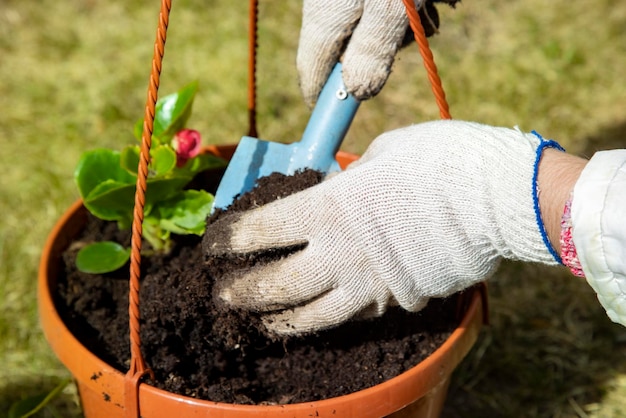 Primer plano de la mano de un jardinero en guantes domésticos plantando una flor en una maceta día soleado