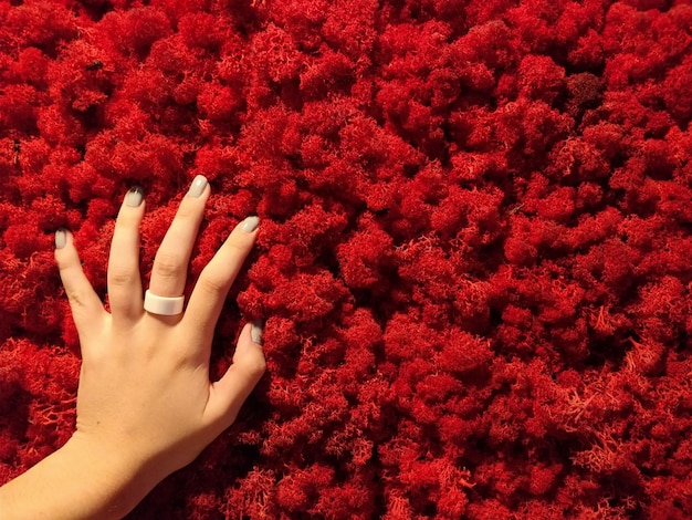 Primer plano de la mano de la mujer con flores rojas