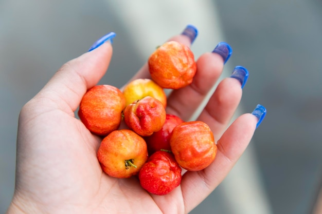 Primer plano de la mano de una mujer llena de cerezas Acerola frescas El jugo de acerola contiene de 40 a 80 veces más vitamina C que el jugo de limón o naranja