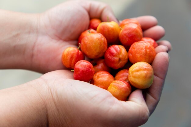 Primer plano de la mano de una mujer llena de cerezas Acerola frescas El jugo de acerola contiene de 40 a 80 veces más vitamina C que el jugo de limón o naranja