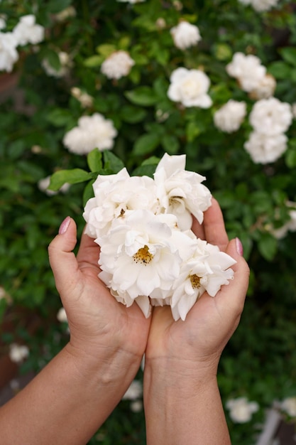 Primer plano de la mano de la mujer sosteniendo hermosas rosas blancas Enfoque selectivo en las flores Flores rosas floreciendo en el jardín de rosas