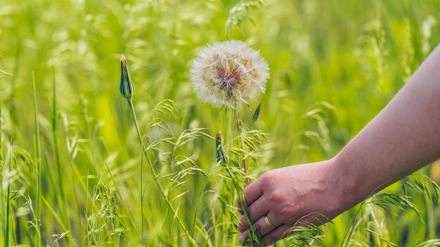 Primer plano de la mano de la mujer sostiene un gran diente de león blanco Blooming blowball en hierba verde