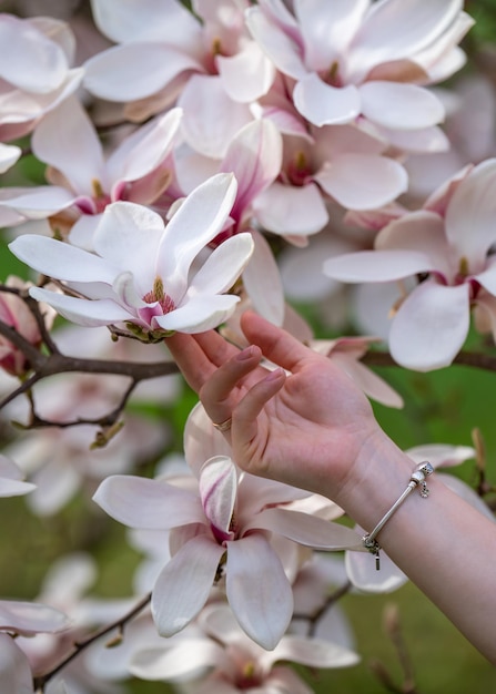 Primer plano de la mano de una mujer tocando suavemente las hermosas flores de magnolia de primavera El concepto de despertar la naturaleza El aroma de las plantas La ternura de la belleza La pureza de los cosméticos El cuidado de la piel