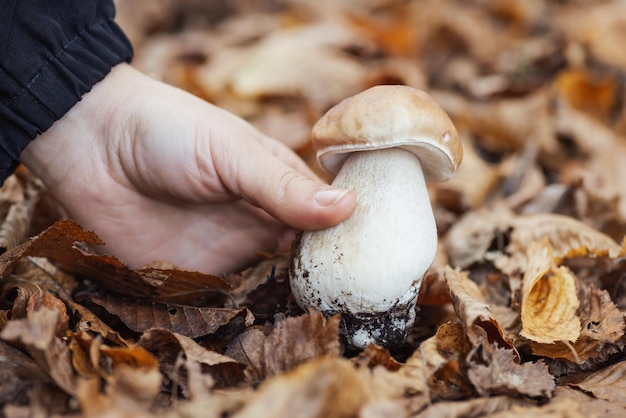 Primer plano de la mano de una niña recogiendo setas porcini