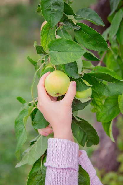 Primer plano de la mano de un niño arrancando una manzana de una rama