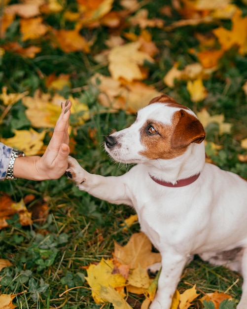 Primer plano de la mano con el perro