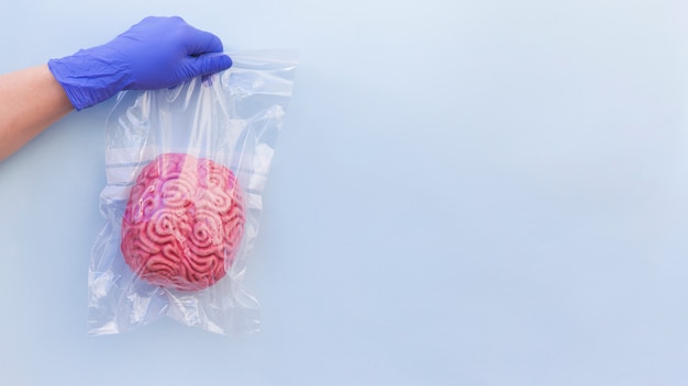 Primer plano de la mano de una persona que lleva un guante quirúrgico que sostiene un modelo de cerebro humano en la bolsa de plástico