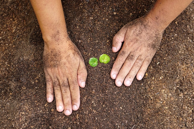 primer plano de la mano de la persona que sostiene la abundancia de suelo con una planta joven en la mano para la agricultura o la siembra