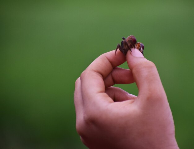 Primer plano de la mano de una persona sosteniendo un pequeño cangrejo