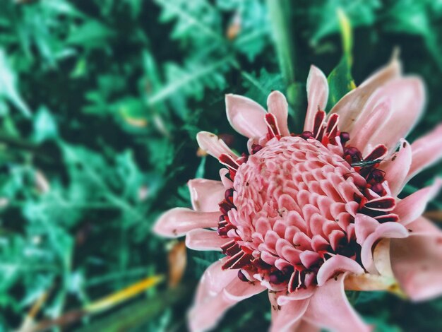 Foto primer plano de la mano en una planta con flores