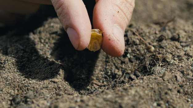 Primer plano de la mano plantando semillas de maíz en el suelo