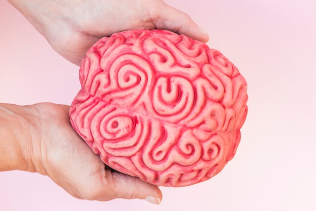 Primer plano de una mano que muestra un modelo de cerebro humano contra un fondo rosado