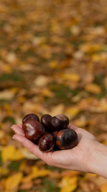 Primer plano de la mano que sostiene las castañas frescas sobre el fondo de las hojas de otoño. Copie el espacio, disparo vertical.