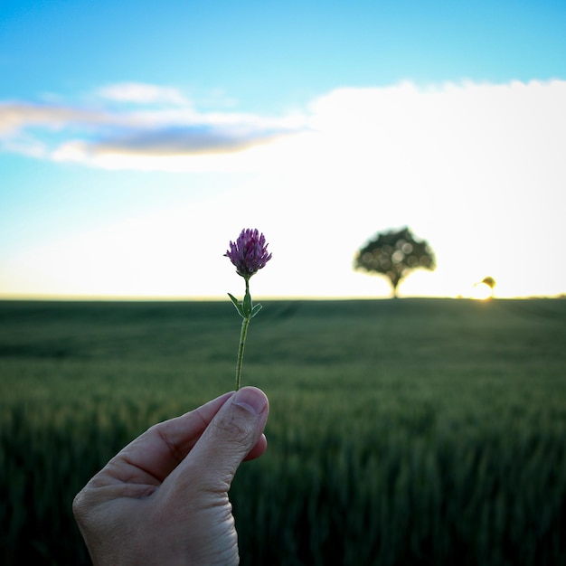 Foto primer plano de la mano que sostiene la flor en el campo