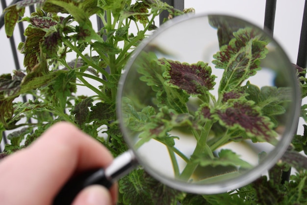 Foto primer plano de la mano que sostiene la lupa contra la planta